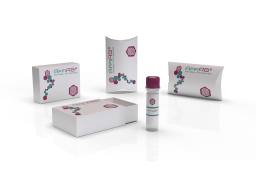 [AFG-YBP-0260] AffiAB® Rabbit anti-ABCD3 Antibody