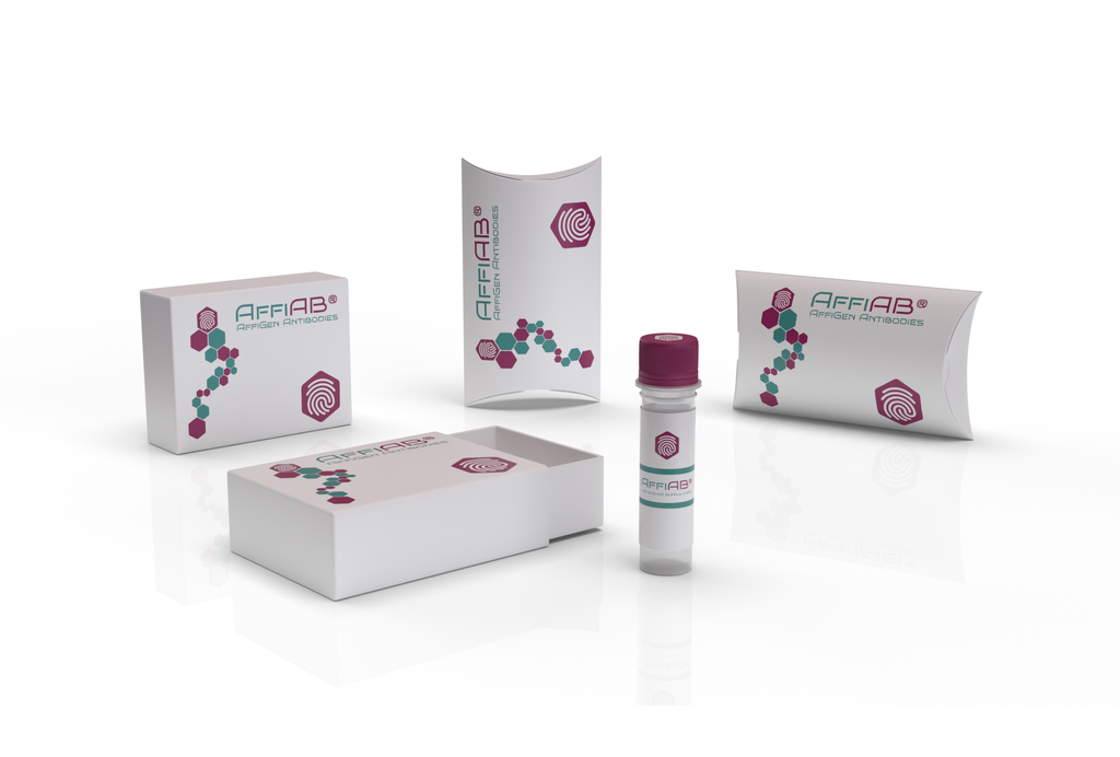 AffiAB® Rabbit anti-UDG Antibody