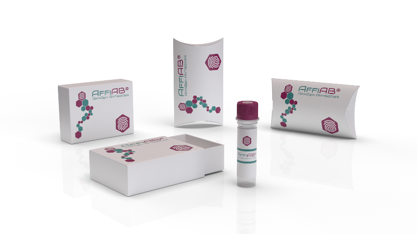AffiAB® A Cyclase V/VI Rabbit Polyclonal Antibody