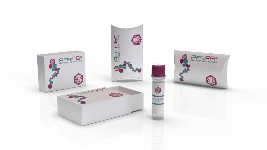 AffiAB® ABCC8 Rabbit Polyclonal Antibody