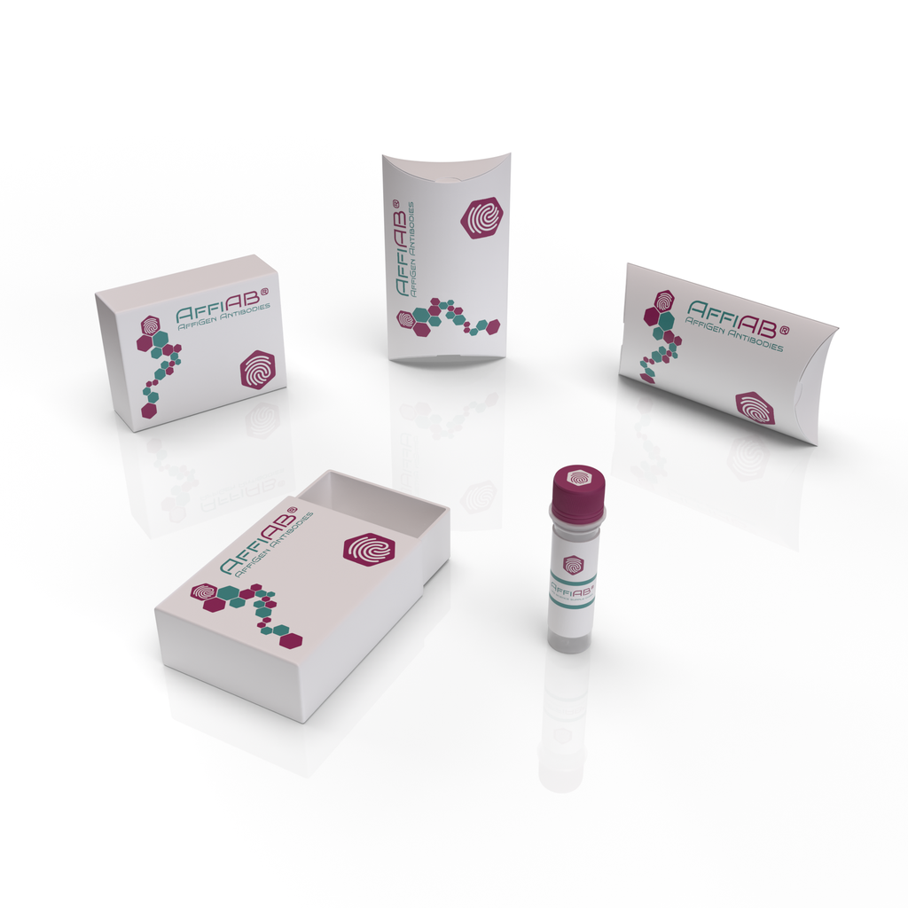 AffiAB® 14-3-3 σ Antibody