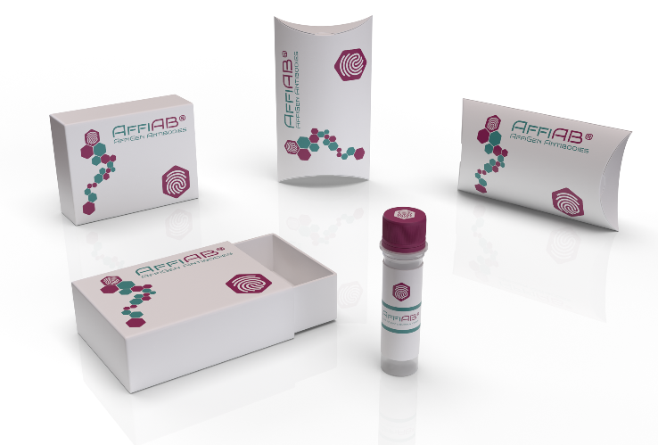 AffiAB®Anti-GFP VHH Antibody, biotinylated