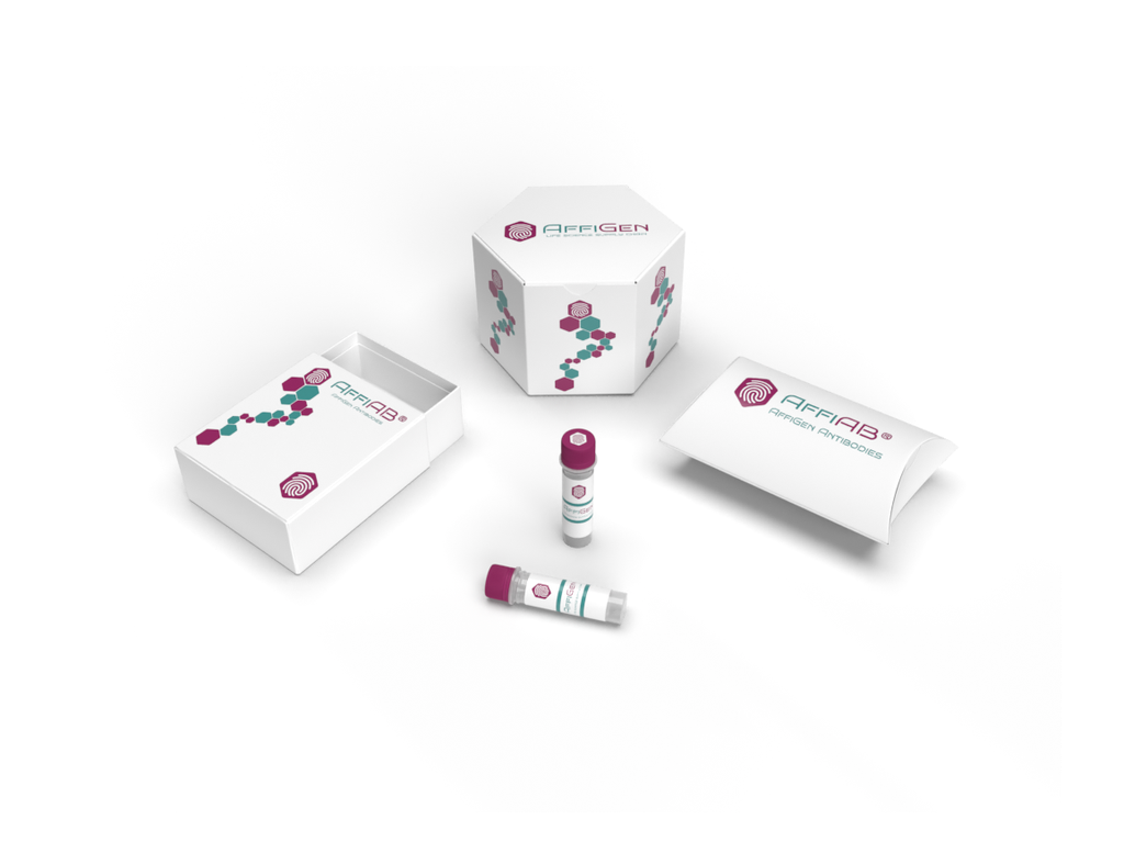 AffiAB® AAP1 Antibody, FITC conjugated