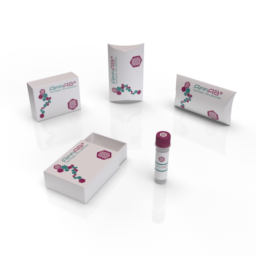 [AFG-NOV-156] AffiAB® Collagen Type V Antibody- Ready to use