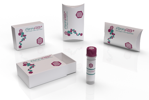 [AFG-JTB-002] AffiAB®Anti-GFP VHH Antibody, biotinylated